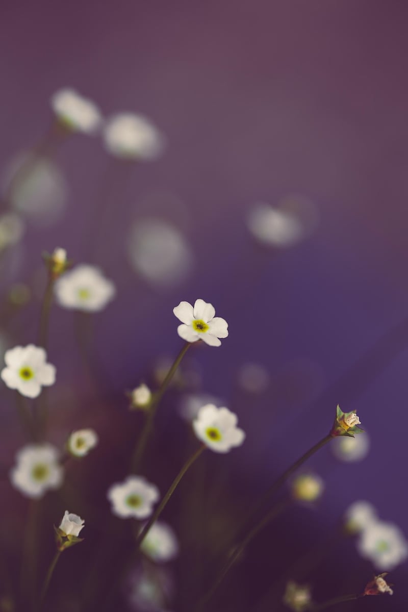 Mystical Botanical Havens