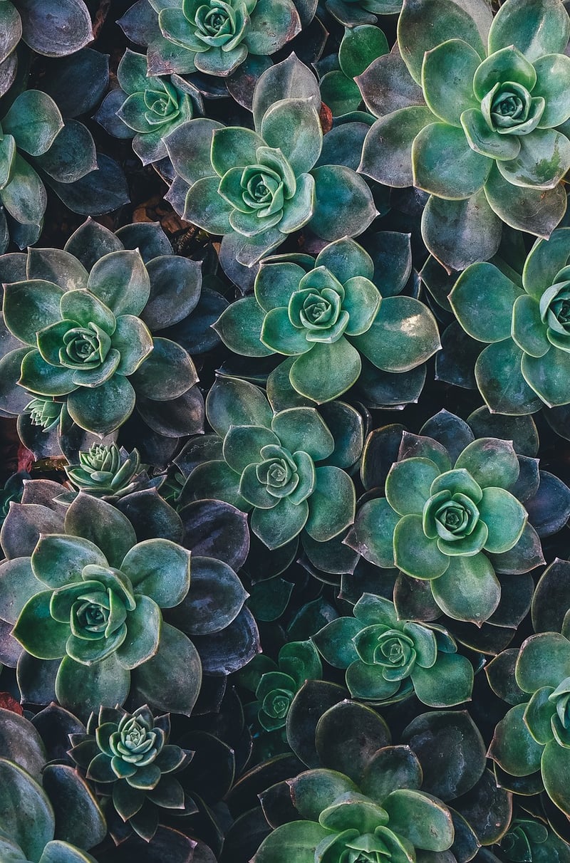 Succulent Treasures