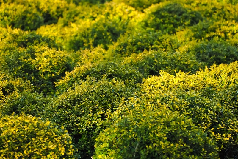 Boxwood