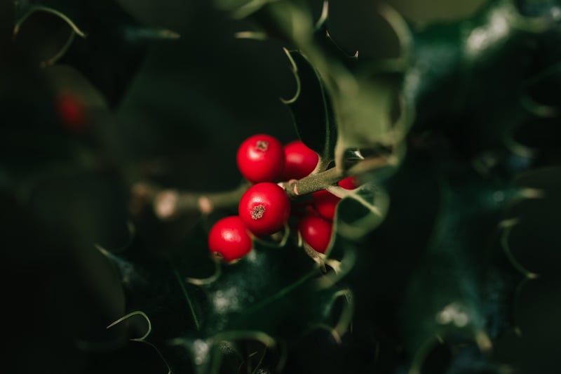 Holly