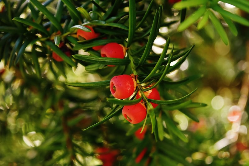 Yew